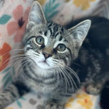 Freddy -  Domestic Medium Hair Cat for Adoption in Matteson, Illinois - Freddy | PetCurious
