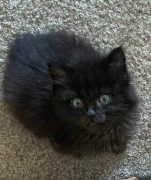 Tuesday -  Domestic Long Hair Cat Available for Adoption in Pasco, Washington - Tuesday | PetCurious