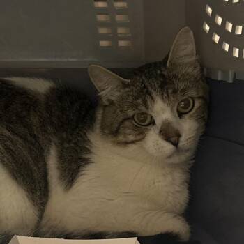 Satsuma -  Domestic Short Hair Cat for Adoption in Salt Lake City, Utah - Satsuma | PetCurious