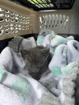 GROGU -  Domestic Short Hair Cat for Adoption in San Antonio, Texas - GROGU | PetCurious