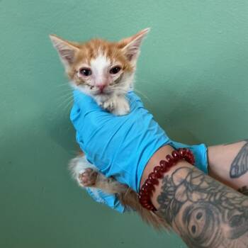 IVHS-Stray-139019_6 -  Domestic Short Hair Cat for Adoption in San Gabriel, California - IVHS-Stray-139019_6 | PetCurious