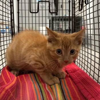 Breadstick -  Domestic Short Hair Cat for Adoption in Des Moines, Iowa - Breadstick | PetCurious