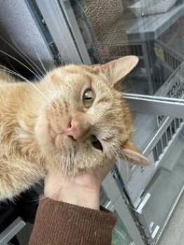 Domestic Short Hair Cats Available for Adoption in Waterloo, Iowa - Stark | PetCurious