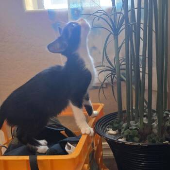 N-Dilly -  Domestic Short Hair Cat for Adoption in Arizona City, Arizona - N-Dilly | PetCurious