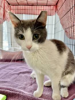 Calico Cats Available for Adoption - Precilla  | PetCurious