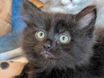Domestic Medium Hair Cats Available for Adoption - Blanton | PetCurious