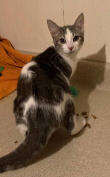 Rescue Domestic Short Hair Cats for Adoption in Crescent, Oklahoma - Dante | PetCurious