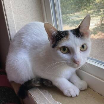 Princess Leia -  Domestic Short Hair Cat for Adoption in Bentonville, Arkansas - Princess Leia | PetCurious