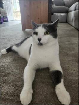 Domestic Short Hair Cats Available for Adoption in Monrovia, California - Smudge (FIV+) | PetCurious