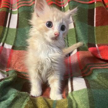 Creamsicle -  Ragdoll and Domestic Medium Hair Cat for Adoption in Waldorf, Maryland - Creamsicle | PetCurious