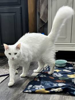 Shasta -  Domestic Medium Hair and Turkish Angora Cat for Adoption in Milton, Georgia - Shasta | PetCurious