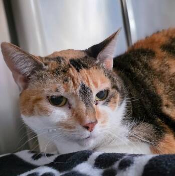 Calico Cats Available for Adoption in New Cumberland, West Virginia - Monkey | PetCurious