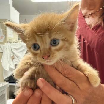 Jake -  Domestic Short Hair Cat for Adoption in Trenton, New Jersey - Jake | PetCurious