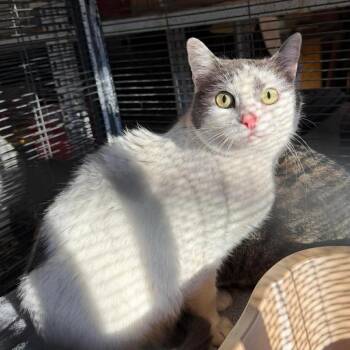 Domestic Short Hair Cats Available for Adoption in Nampa, Idaho - Marley | PetCurious