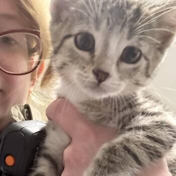 Tiger -  Domestic Short Hair Cat for Adoption in Elberon, Virginia - Tiger | PetCurious
