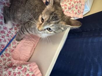 Rescue Tabby Cats for Adoption in Dawson, Georgia - Emmi Lou | PetCurious
