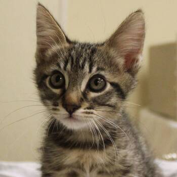 Edward Cullen -  Domestic Short Hair Cat for Adoption in Yucca Valley, California - Edward Cullen | PetCurious
