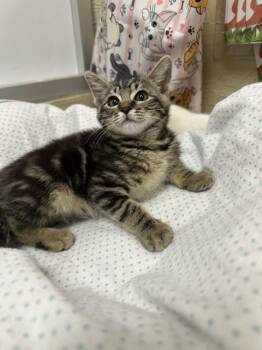 Carla -  Tabby Cat for Adoption in Parlier, California - Carla | PetCurious