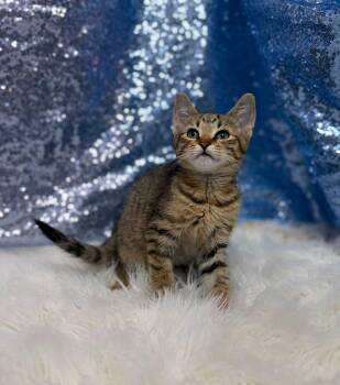 Graham -  Domestic Short Hair Cat for Adoption in Clarkesville, Georgia - Graham | PetCurious