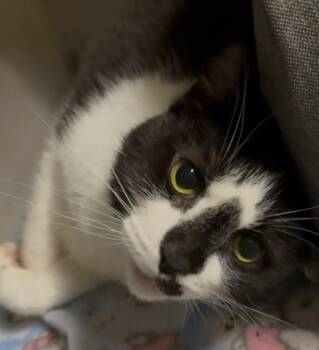 Norman -  Domestic Short Hair Cat for Adoption in Osseo, Michigan - Norman | PetCurious