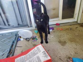 Domestic Short Hair Cats Available for Adoption in Rowlett, Texas - BENNIE | PetCurious