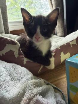 Mackerel -  Domestic Medium Hair Cat for Adoption in Grand Rapids, Michigan - Mackerel | PetCurious