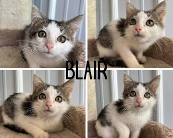 Blair -  Domestic Medium Hair Cat for Adoption in Pierceton, Indiana - Blair | PetCurious