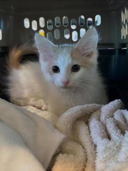 Domestic Medium Hair Cats Available for Adoption in San Jacinto, California - Niko | PetCurious