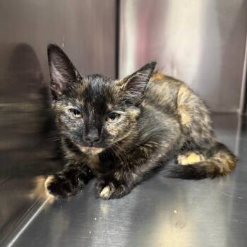 Nini 5623 -  Domestic Short Hair Cat for Adoption in Hamilton, Georgia - Nini 5623 | PetCurious