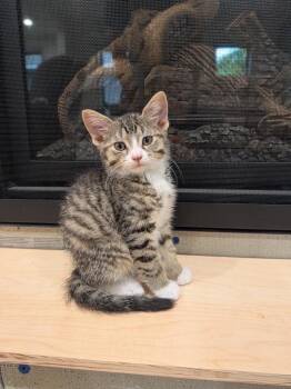 Domestic Short Hair Cats Available for Adoption in Farmington, Minnesota - Mojito | PetCurious