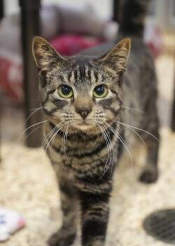 Seth 53694 -  Domestic Short Hair Cat for Adoption in Aiken, South Carolina - Seth 53694 | PetCurious