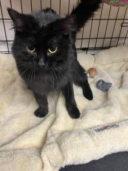 Domestic Long Hair Cats Available for Adoption - Clara | PetCurious