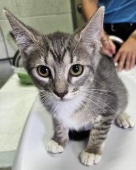 ASIAGO -  Domestic Short Hair Cat for Adoption in Pensacola, Florida - ASIAGO | PetCurious