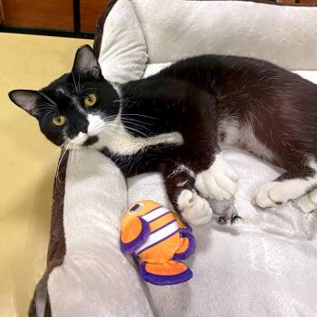 Cutie Q -  Domestic Short Hair Cat for Adoption in Philadelphia, Pennsylvania - Cutie Q | PetCurious