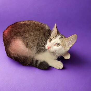 Salty -  Domestic Short Hair Cat for Adoption in Blue Ridge, Georgia - Salty | PetCurious