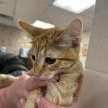 Nuisance -  Domestic Short Hair Cat for Adoption in Burlington, Iowa - Nuisance | PetCurious