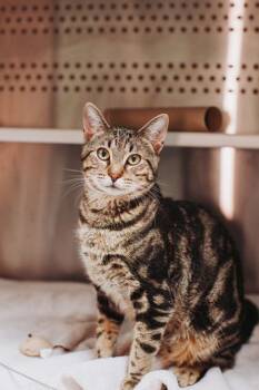 Domestic Short Hair Cats Available for Adoption - 91021A  Popcorn- Pounce Cat Cafe | PetCurious