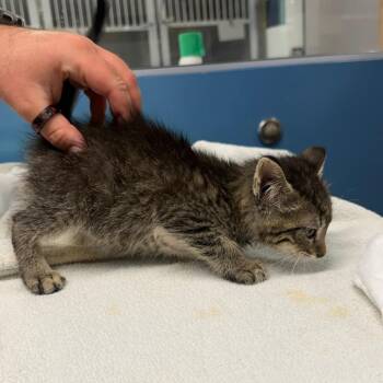 Nincompoop -  Domestic Short Hair Cat for Adoption in Wichita, Kansas - Nincompoop | PetCurious