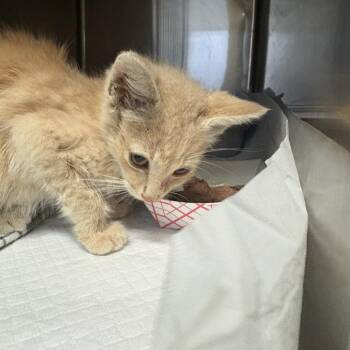 Sir Fleabottom -  Domestic Short Hair Cat for Adoption in Windsor, Virginia - Sir Fleabottom | PetCurious