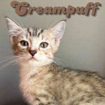 Creampuff -  Domestic Short Hair Cat Available for Adoption in Cumming, Georgia - Creampuff | PetCurious