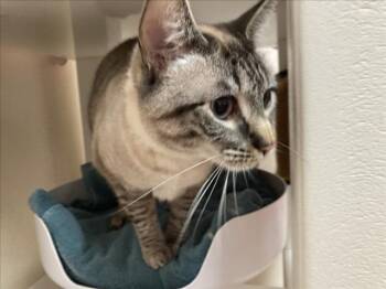 Siamese Cats Available for Adoption - SNOWBALL | PetCurious