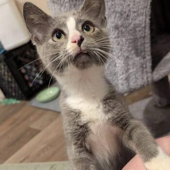 Lonas -  Domestic Short Hair Cat for Adoption in Knoxville, Tennessee - Lonas | PetCurious