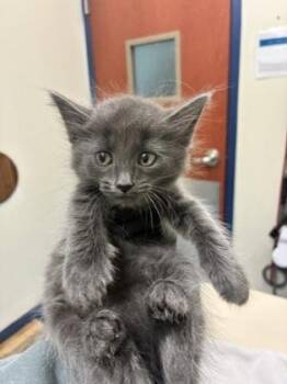 George Michael -  Domestic Short Hair Cat for Adoption in Charleston, South Carolina - George Michael | PetCurious