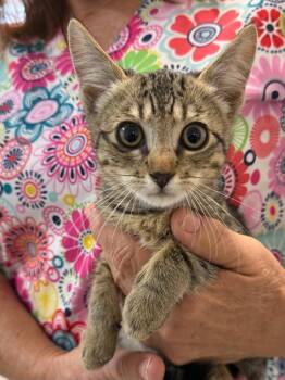 Rabbit -  Domestic Short Hair Cat for Adoption in Vacaville, California - Rabbit | PetCurious