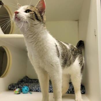 Domestic Short Hair Cats Available for Adoption - Milo | PetCurious