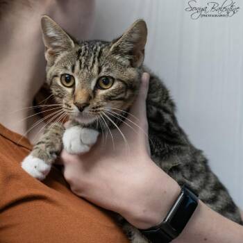 SAMON-31016 -  Domestic Short Hair Cat for Adoption in Memphis, Tennessee - SAMON-31016 | PetCurious
