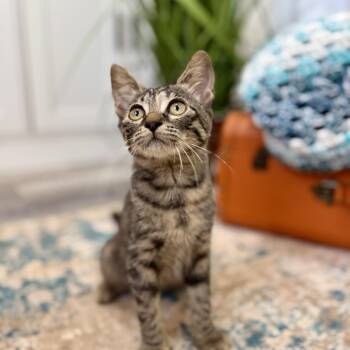 Dolly Purrton -  Tabby and Domestic Short Hair Cat for Adoption in Friendswood, Texas - Dolly Purrton | PetCurious