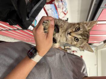 Lilian -  Domestic Short Hair Cat for Adoption in Long Beach, California - Lilian | PetCurious