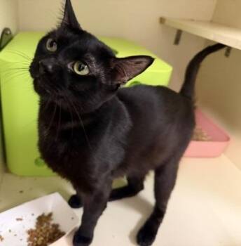 Onyx-497 -  Domestic Short Hair Cat for Adoption in Windsor, Connecticut - Onyx-497 | PetCurious