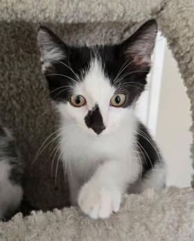 EASY -  Domestic Short Hair Cat for Adoption in St. Peters, Missouri - EASY | PetCurious